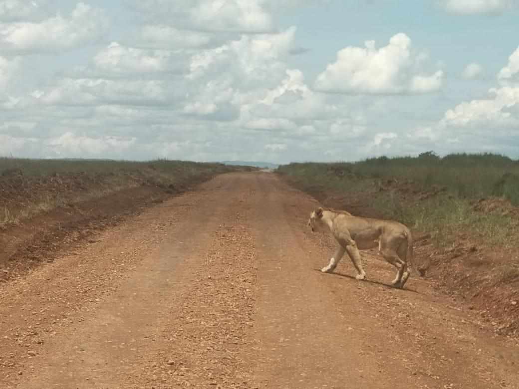 Mara Classic — 3 Days