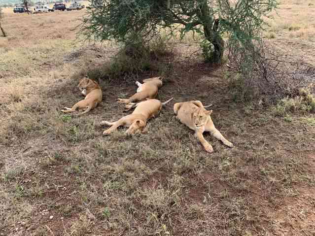 Amboseli & Tsavo — 4 Days